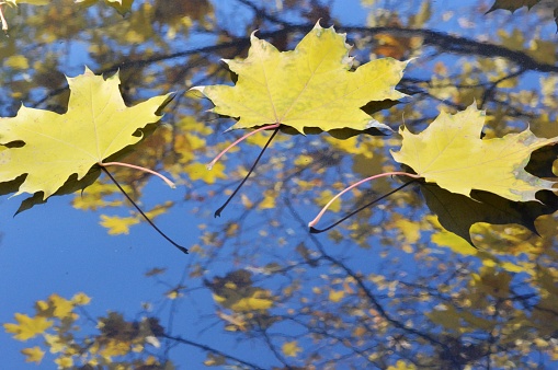 Autumn maple leaves lie on the surface