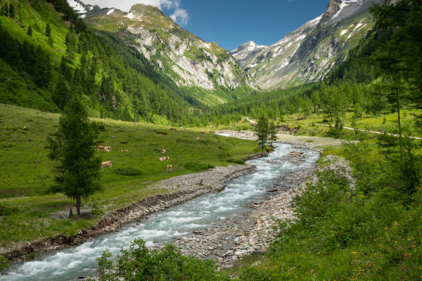 istock Valley in the Austrian alps in summer 1345499595