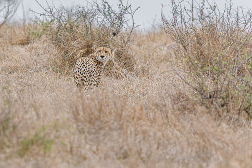 Cheetah in Kruger National Park spending time walking  around the grass and marking his territory.