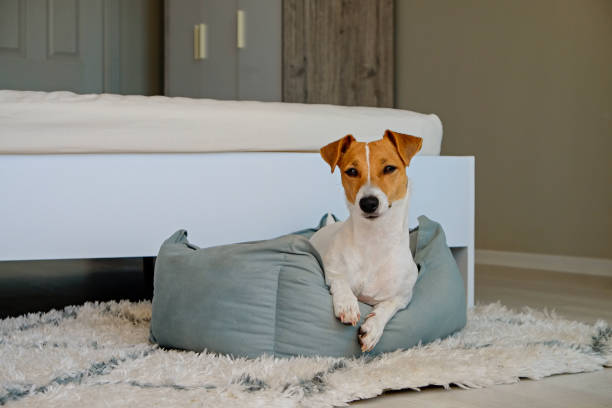 perro joven de raza pequeña. - pets bed bedroom animal fotografías e imágenes de stock