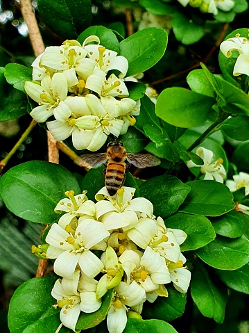 bee pollination process, the importance of bees to humanity