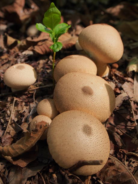 istock Mushrooms like boobs, Puffball 1345504313