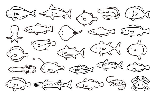 illustrazioni stock, clip art, cartoni animati e icone di tendenza di set vettoriale di pesci d'acqua salata (versione thin line) - tuna fish silhouette saltwater fish