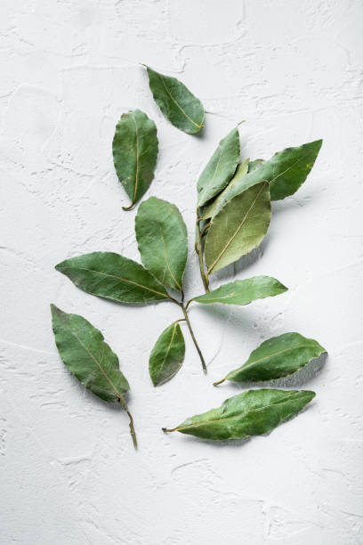 istock Aromatic organic bay leaves, on white stone  background 1345505426