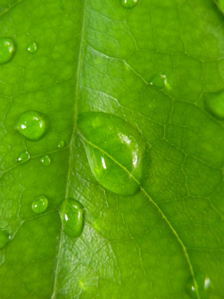 istock Photo Background Water drops on green leaves 1345505430