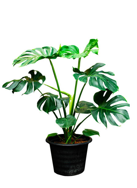 istock Green leaves frame of Monstera philodendr 1345505928