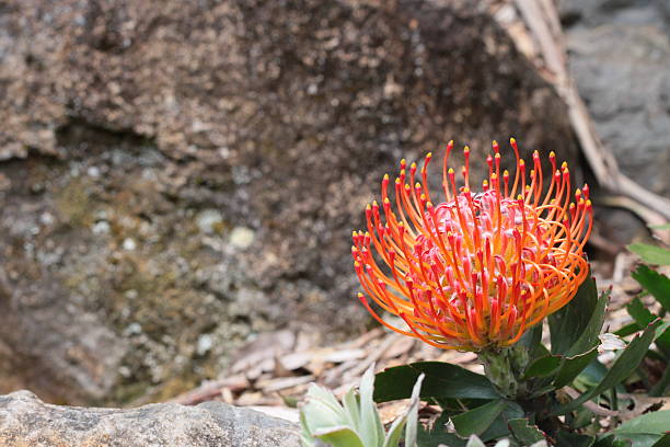 fleur proteaceae leucospermum - australian culture flower indigenous culture plant photos et images de collection