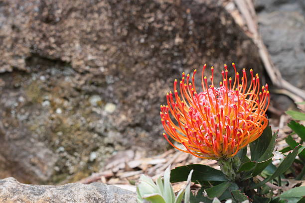 proteacee leucospermum fiore - indigenous culture australia aborigine australian culture foto e immagini stock