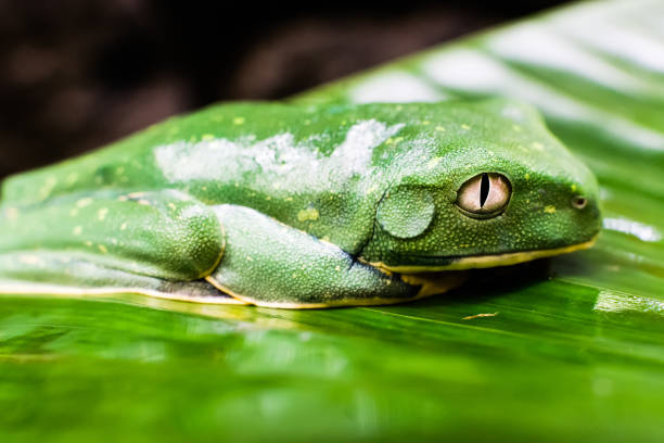 Green frog with white eyes from Costa Rica resting on a leaf stock photo