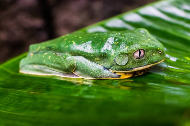 Green frog with white eyes from Costa Rica resting on a leaf stock photo