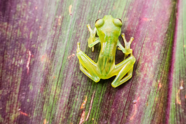 Glass Frog Found in Costa Rica stock photo