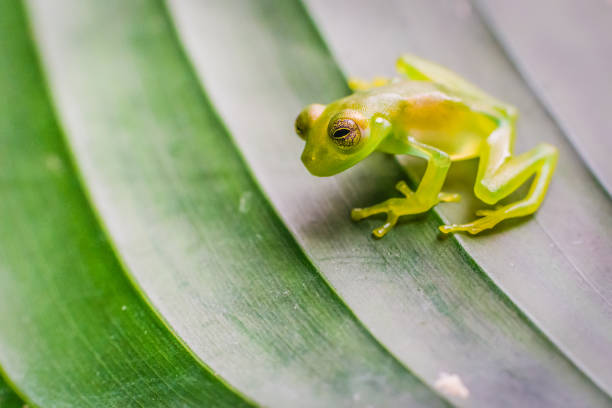Glass Frog Found in Costa Rica stock photo