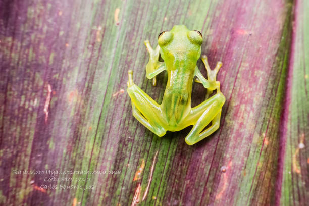 Glass Frog Found in Costa Rica stock photo