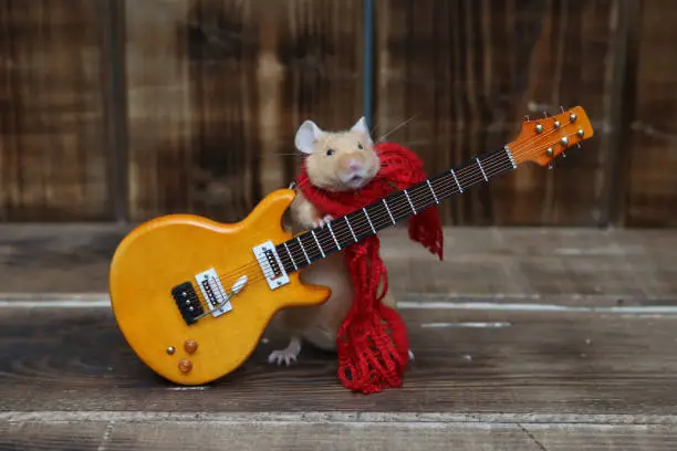 Cute mouse plays guitar, sings. Fun pet fond of music. Talented animal: home musician. Musical mouse celebrate. Mouse rock star on stage gives concert. Postcard with mouse. Talent, song. Celebration