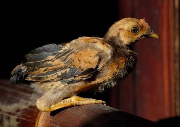 istock the chick are sitting relaxing on the bamboo 1345508475