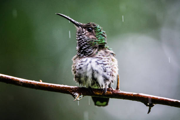 The White-necked Jacobin hummingbird stock photo