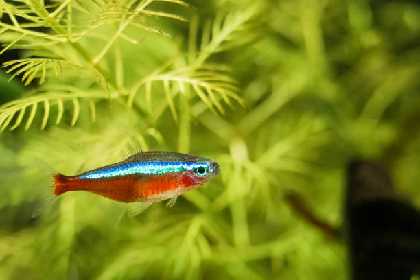 istock Tetra Cardinal, Tetra Neon Paracheirodon axelrodi 1345508992