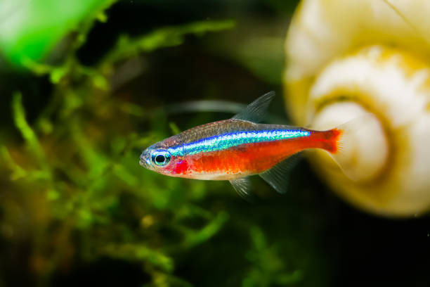 paracheirodon axelrodi lub tetra neon - tetra fish zdjęcia i obrazy z banku zdjęć