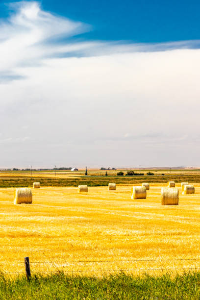 istock Haybales in a wheat field. Lethbridge County, Alberta, Canada 1345509424