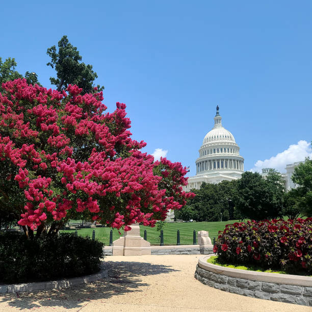 istock Myrtle Tree Blooming on Capitol Hill in Washington DC, USA 1345510222