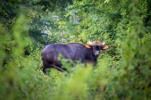 Big Gaur standing in green forest.