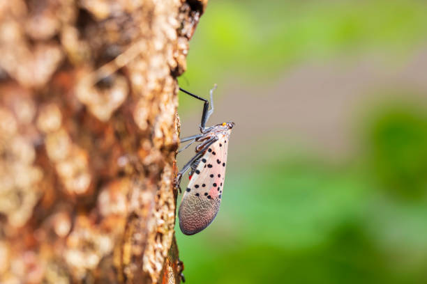 Lycorma delicatula, Vertical image of fourth-instar stage of spotted lanternfly Lycorma delicatula, Vertical image of fourth-instar stage of spotted lanternfly, Lycorma delicatula is a planthopper and infesting instar stock pictures, royalty-free photos & images