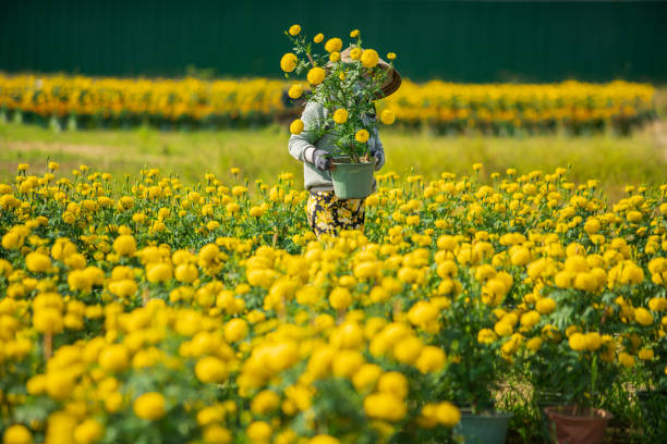 Marigold garden for Tet holiday Florist is taking care of marigold garden flower prepare for Tet holiday - a traditional festival of Vietnamese - Nha Trang city, Khanh Hoa province, central Vietnam vietnamese culture photos stock pictures, royalty-free photos & images