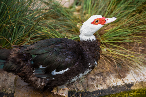 Muscovy Duck with red face near a pond