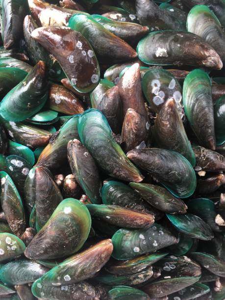 istock Mussels in market 1345511788