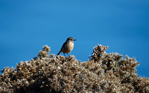 istock Stonechats perching on a flowering gorse bush in the sunshine 1345512121