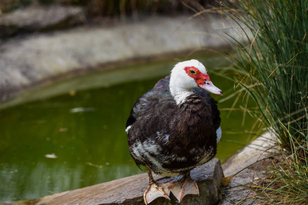 istock Muscovy Duck with red face and black and white feathers 1345512351