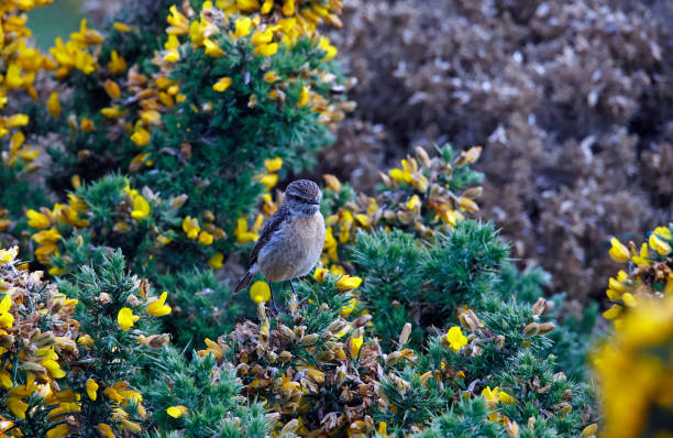 istock Stonechats perching on a flowering gorse bush in the sunshine 1345512378