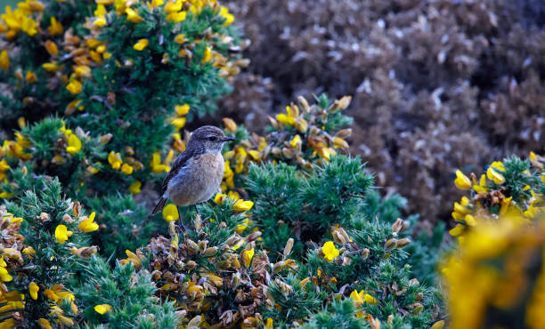 istock Stonechats perching on a flowering gorse bush in the sunshine 1345512395