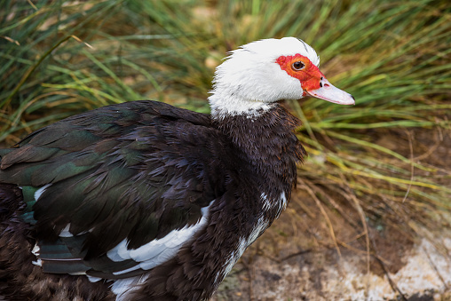 Muscovy Duck with red face and black and white feathers