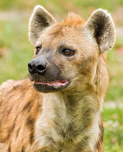 istock Hyena on the Prowl 134551244
