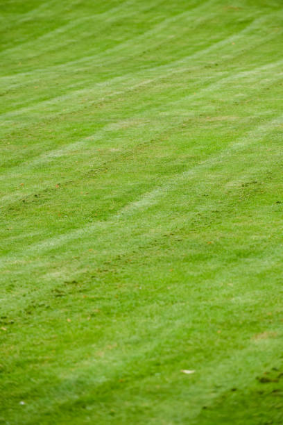 istock Grass background at an angle freshly cut green lawn 1345513331