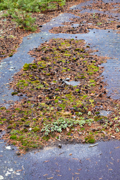 istock Plants growing on fallen leaves and pine needles on an abandoned asphalt road 1345513461