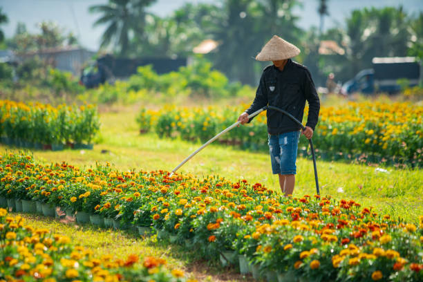 Florist is taking care of marigold garden flower prepare for Tet holiday - a traditional festival of Vietnamese - Nha Trang city, Khanh Hoa province, central Vietnam