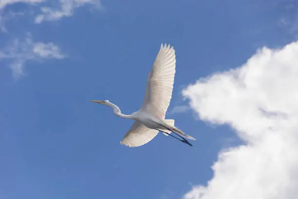 Heron flying with open wings, blue sky and white clouds.