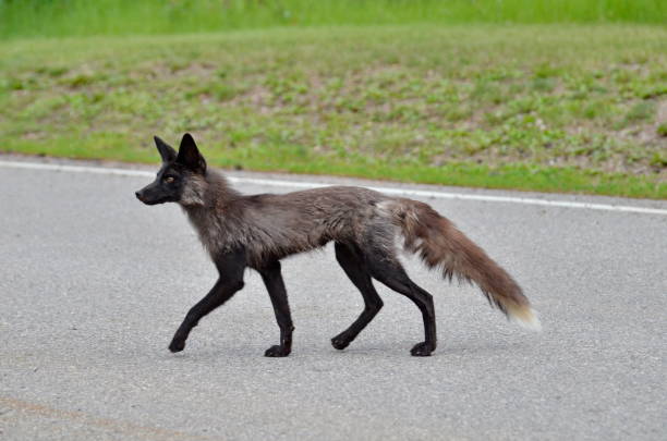 Silver Fox, a melanistic variety of red fox along a paved road in Saskatchewan, Canada.