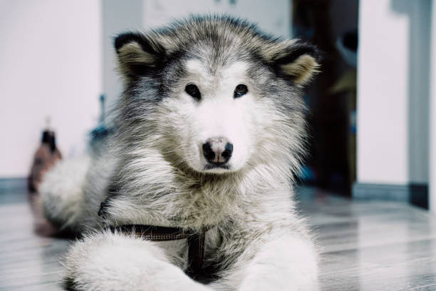 A dog sitting quietly on the ground