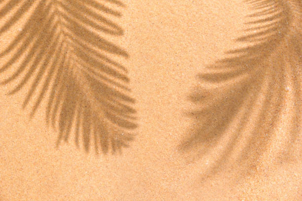 escena de día de playa de verano con palmera tropical hojas de sombra sobre fondo de arena. mínima luz solar tropical disposición plana disposición. - sand beach fotografías e imágenes de stock