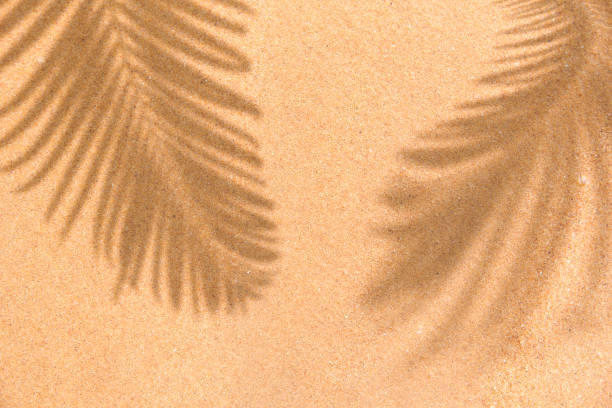 scène de plage d’été avec des feuilles de palmier tropicales ombre sur fond de sable. disposition minimale de la lumière du soleil et de la pose plate tropicale. - beach sand photos et images de collection