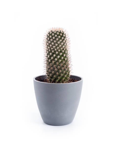 istock Mammillaria cactus in a pot isolated on white background 1345520164