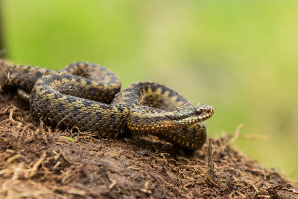 istock Reptiles of the Netherlands 1345520185