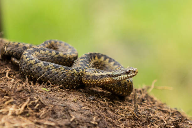 Reptiles of the Netherlands Snakes and lizards viper stock pictures, royalty-free photos & images