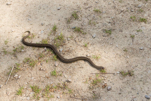 istock Reptiles of the Netherlands 1345520202