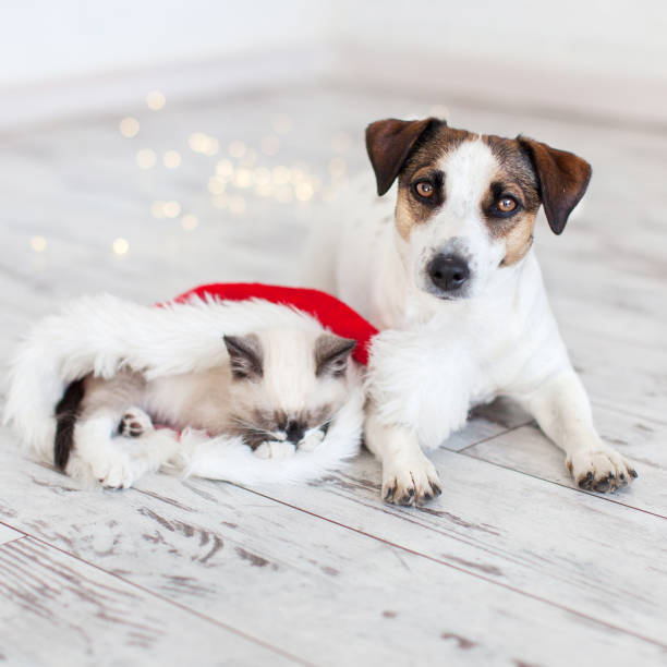 istock Cat in christmas hat and dog 1345520458