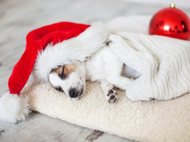 istock Sleeping dog in christmas hat 1345520500