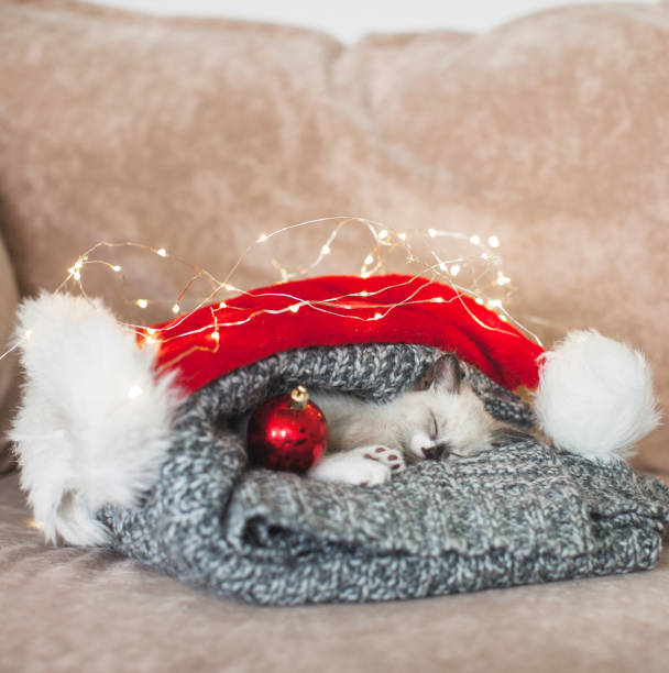 istock Kitten sleep in christmas hat 1345520710